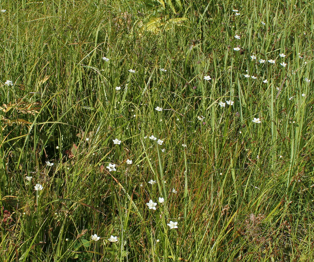 Изображение особи Parnassia palustris.