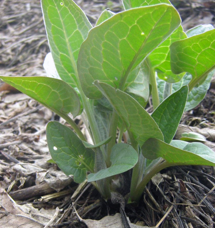 Image of Solenanthus circinnatus specimen.