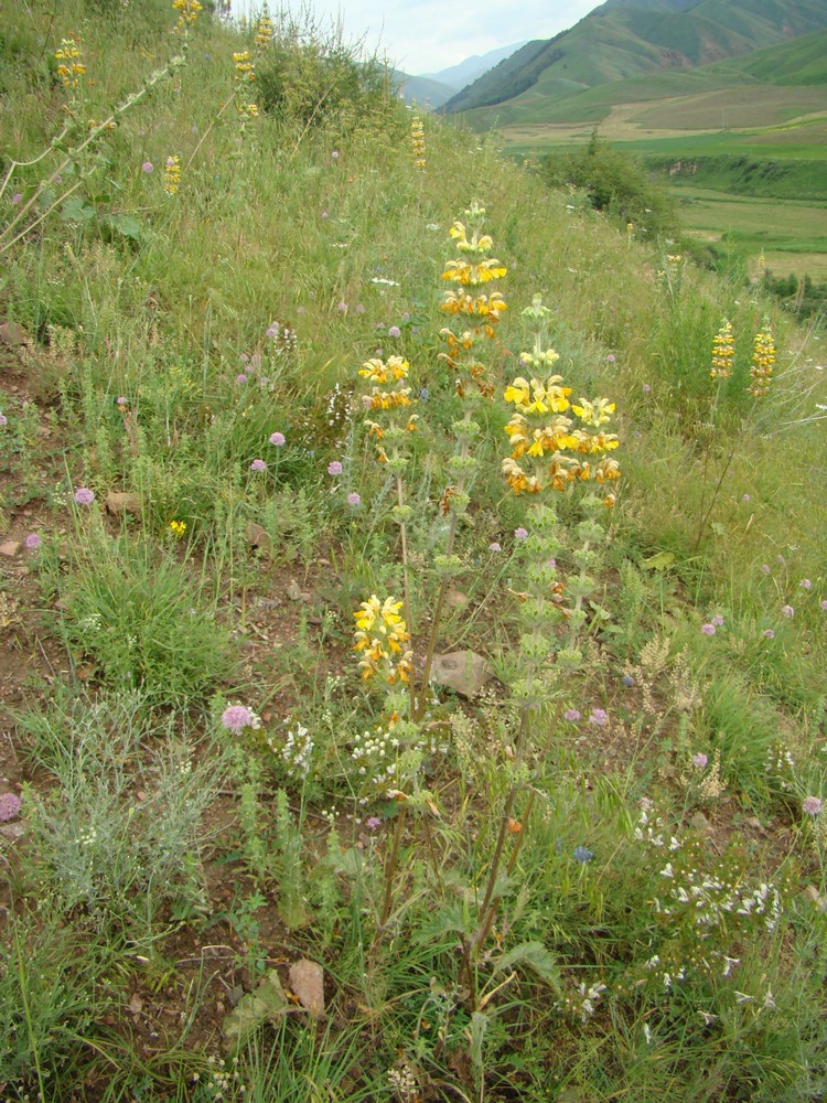 Изображение особи Phlomoides goloskokovii.