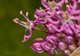 genus Allium