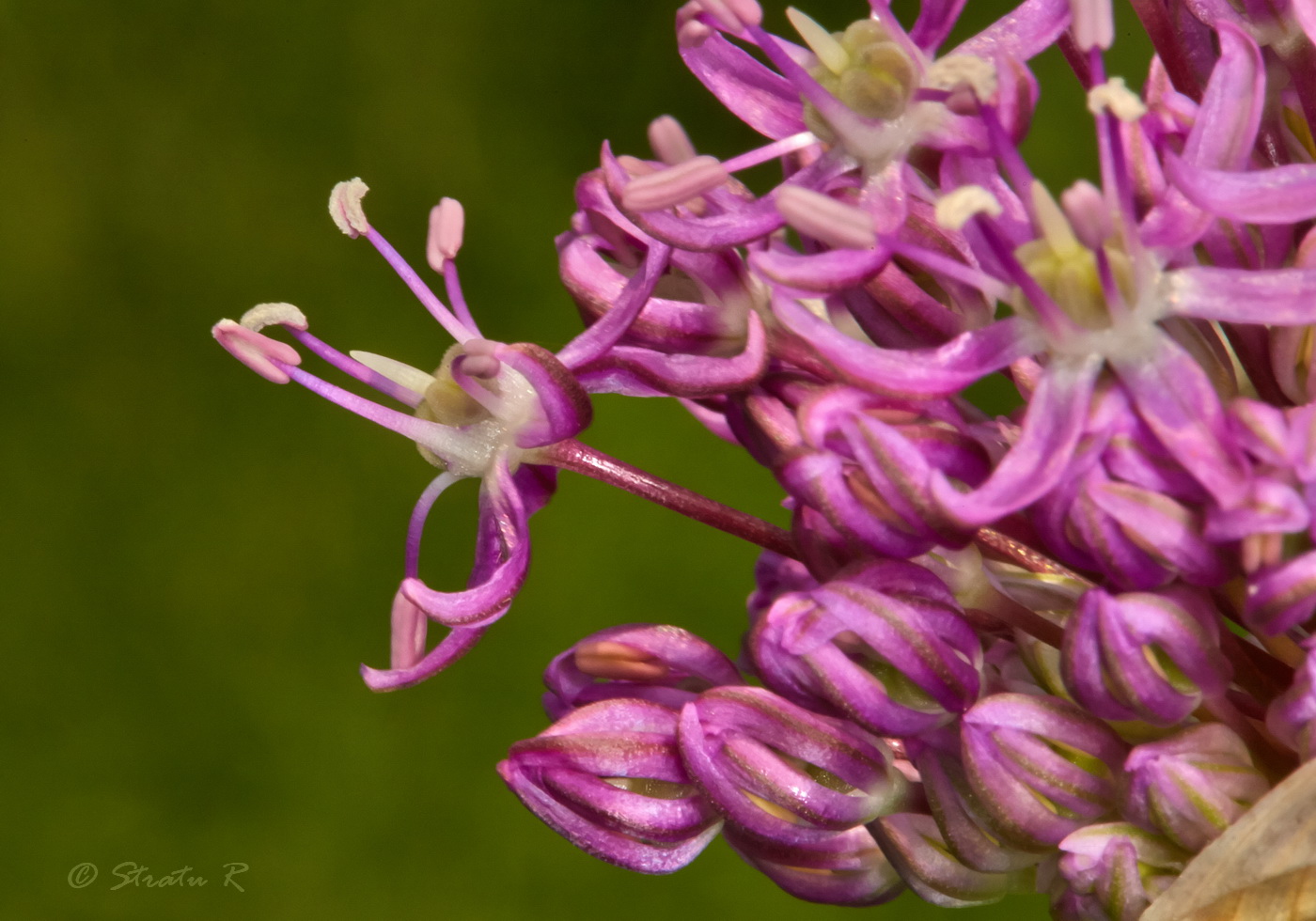 Image of genus Allium specimen.
