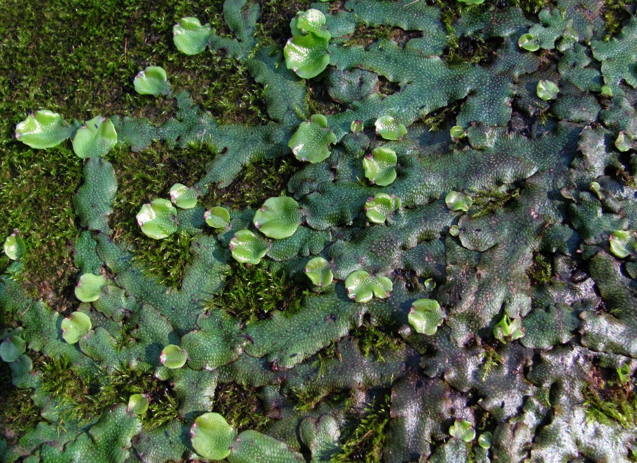 Image of Conocephalum conicum specimen.