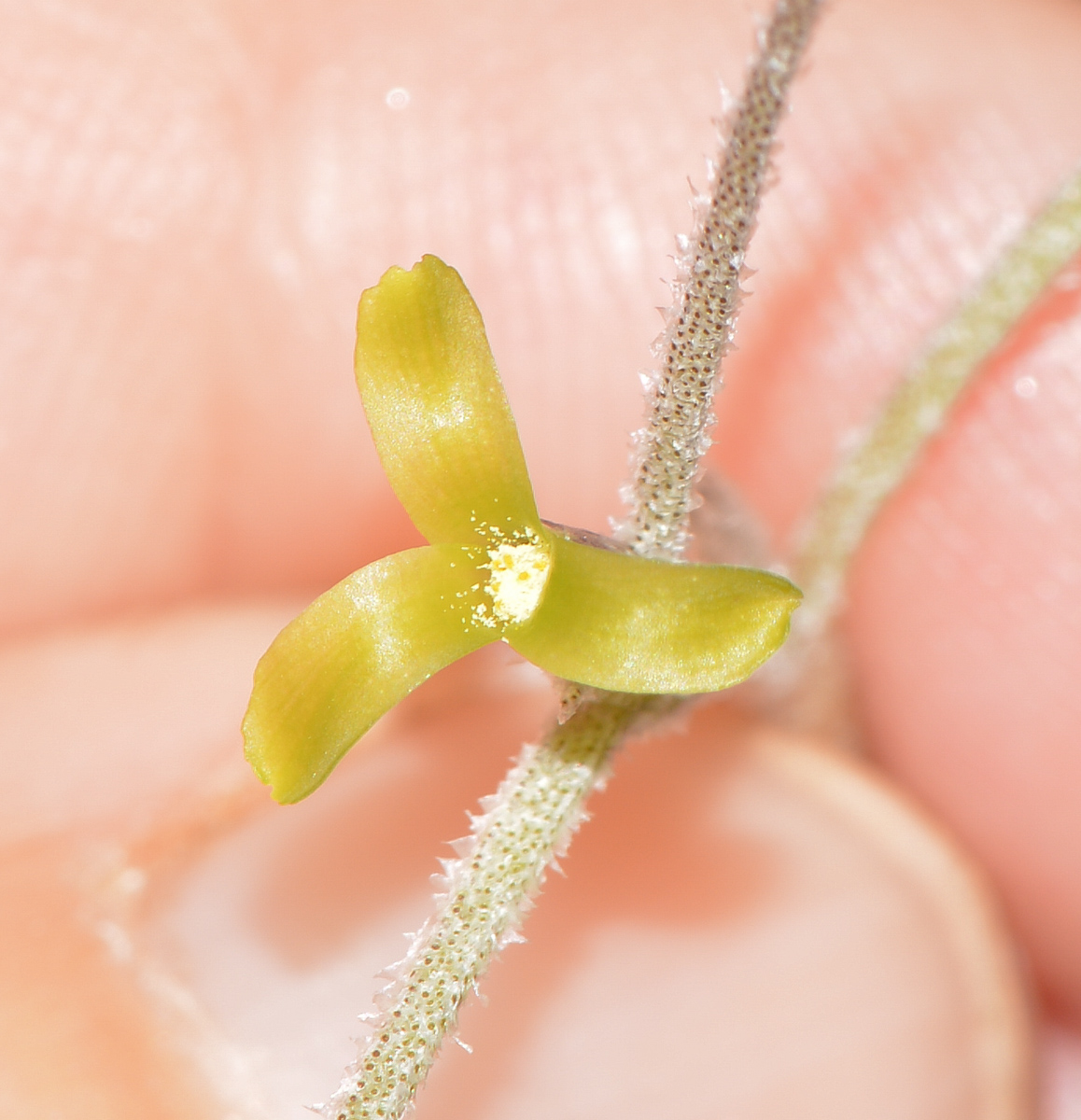 Image of Tillandsia usneoides specimen.