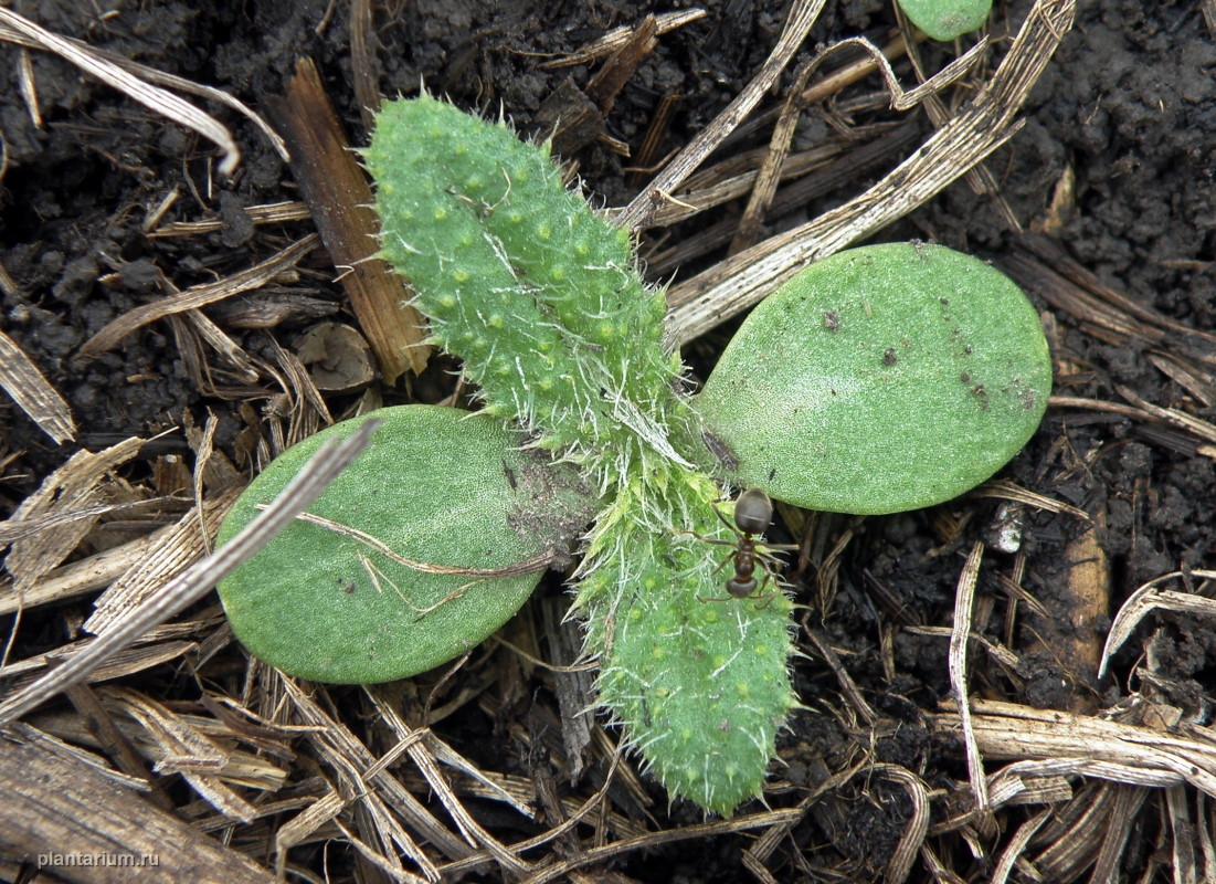 Изображение особи Cirsium vulgare.