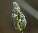 genus Salix