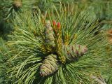 Pinus pumila