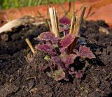 Agastache foeniculum