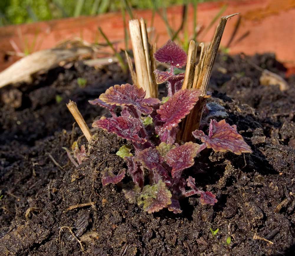 Image of Agastache foeniculum specimen.