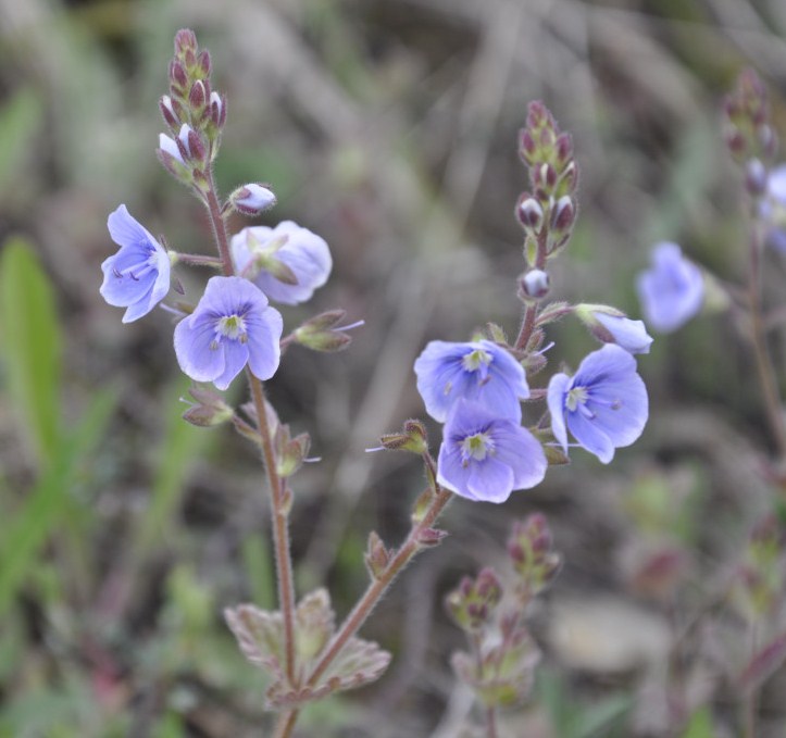 Image of Veronica chamaedryoides specimen.