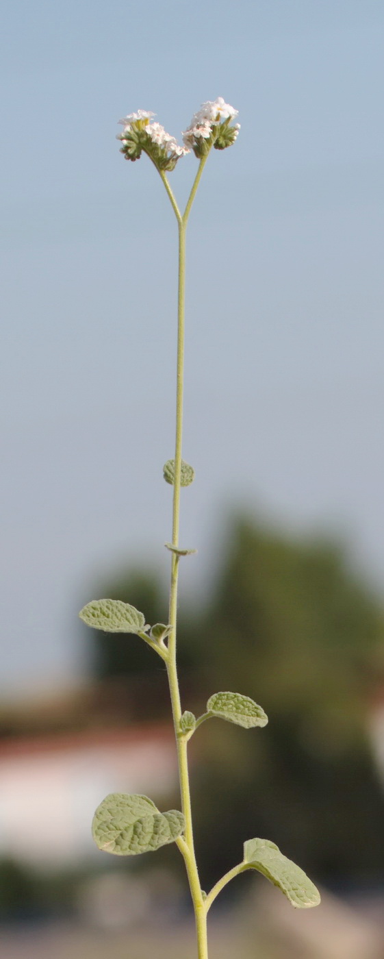 Изображение особи род Heliotropium.