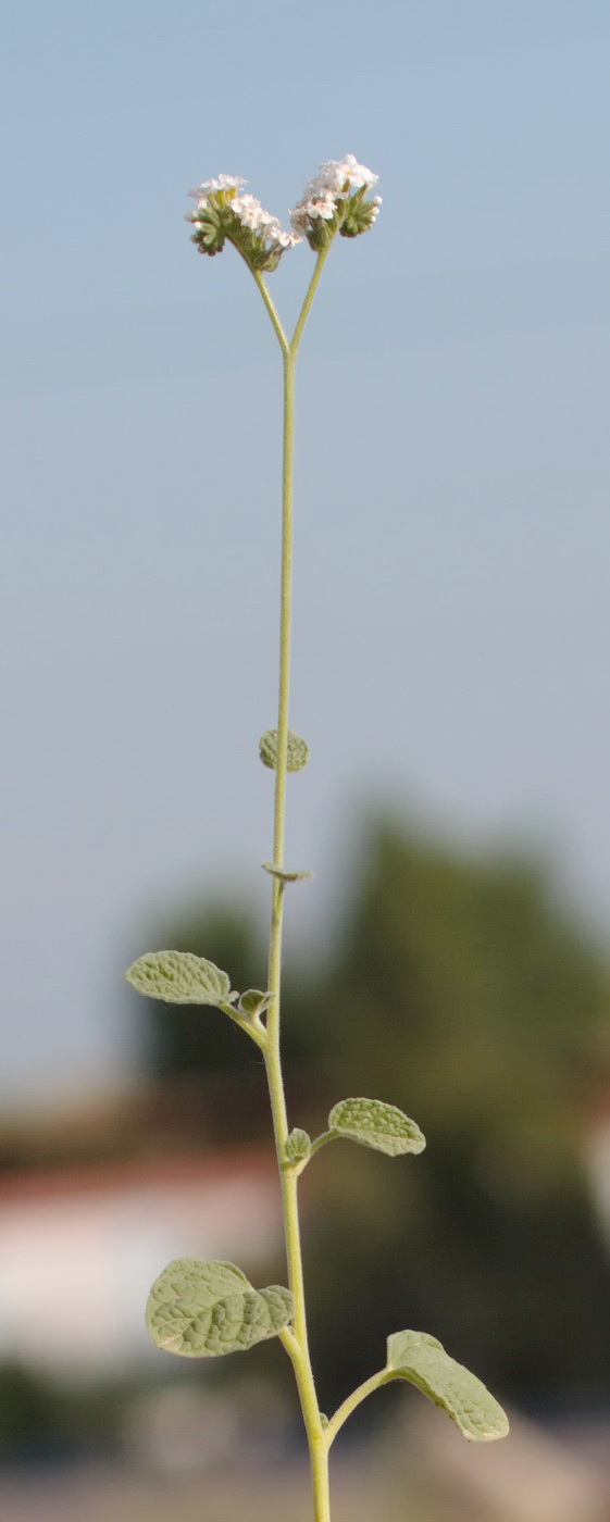 Image of genus Heliotropium specimen.