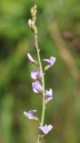 Astragalus austriacus. Соцветие. Ростовская обл., Неклиновский р-н, Фёдоровское с/п, дол. р. Сухой Еланчик, на каменистом склоне. 02.06.2017.