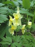 Corydalis bracteata