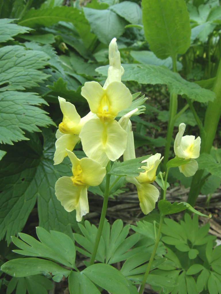 Изображение особи Corydalis bracteata.