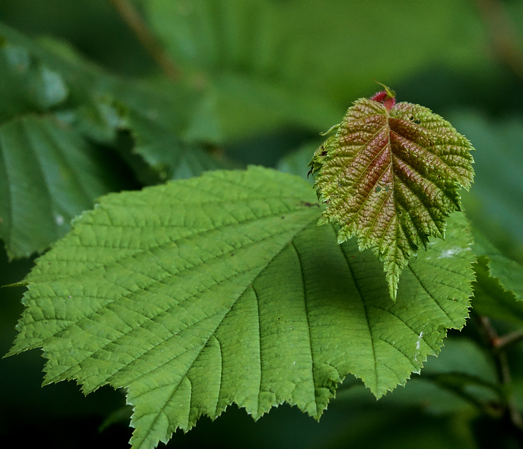 Image of Corylus avellana specimen.