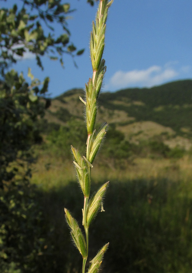 Изображение особи Elytrigia trichophora.