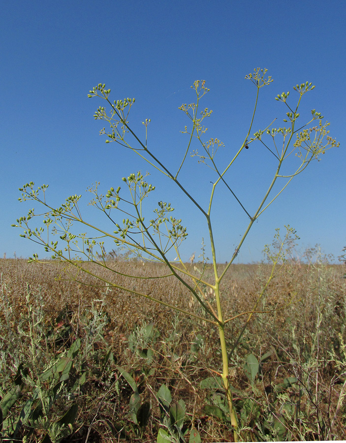 Изображение особи Ferula caspica.