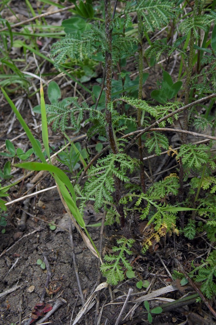 Image of Anthemis rigescens specimen.