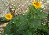 Heliopsis helianthoides