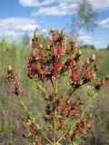 Hypericum perforatum