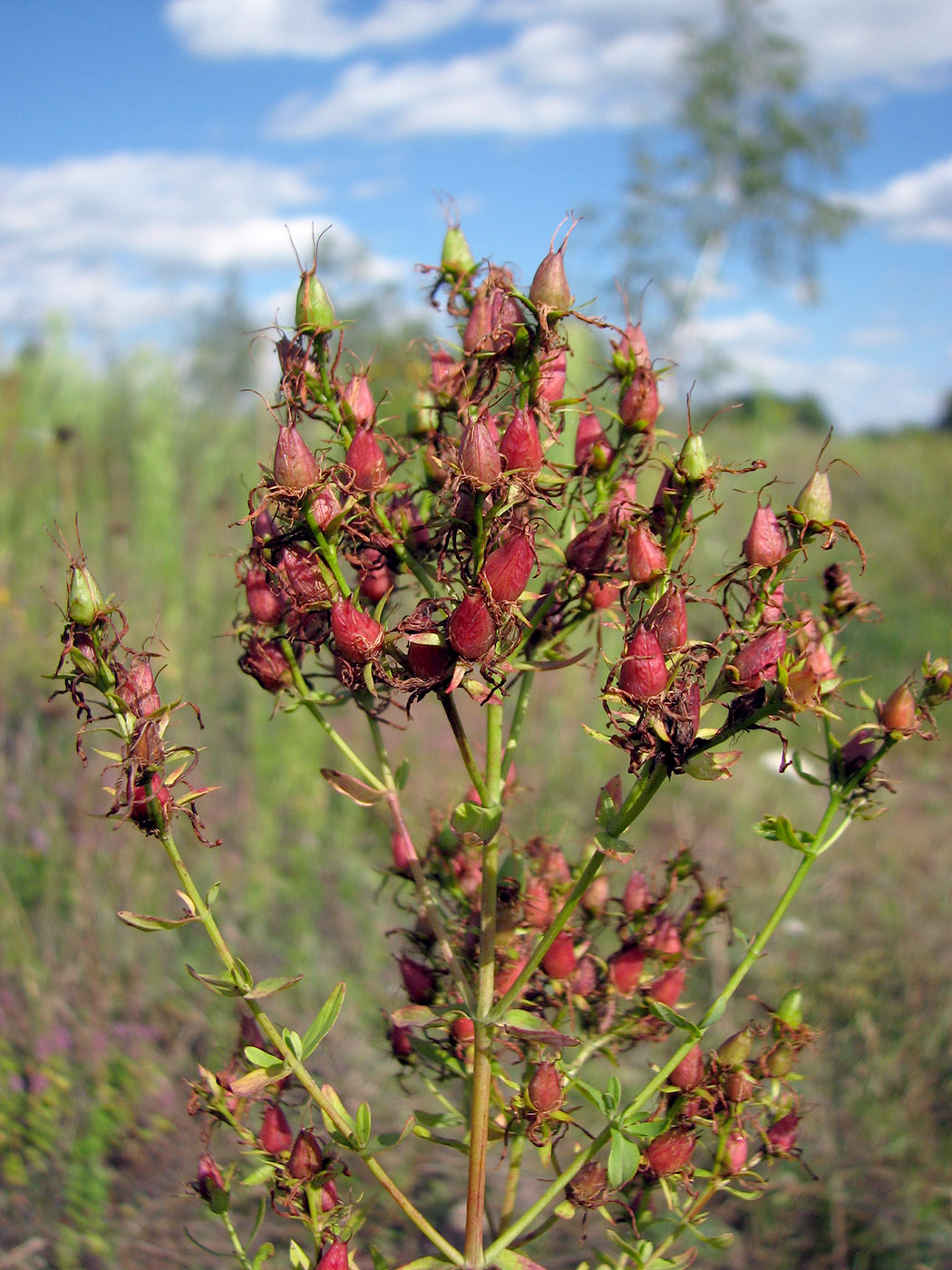 Image of Hypericum perforatum specimen.