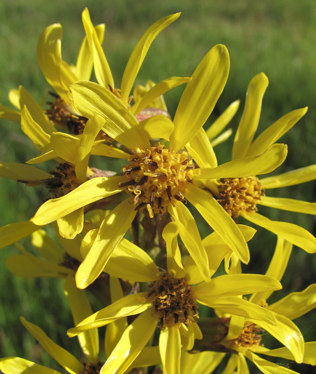 Изображение особи Ligularia subsagittata.