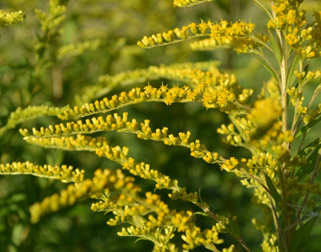 Image of Solidago canadensis specimen.