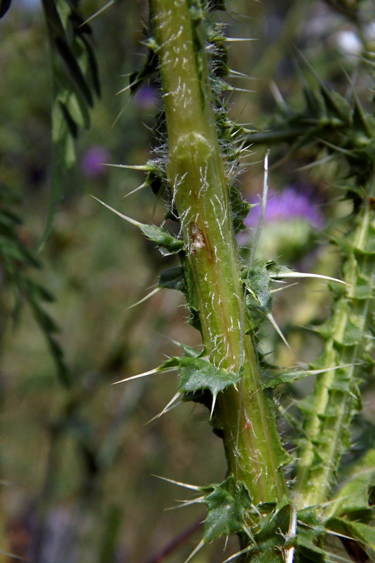 Изображение особи Carduus acanthoides.