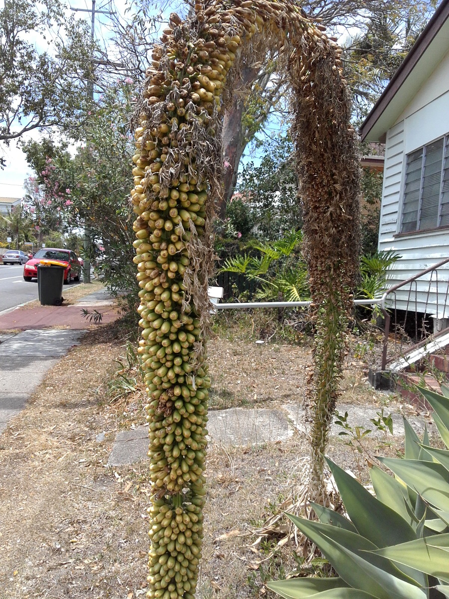 Image of Agave attenuata specimen.