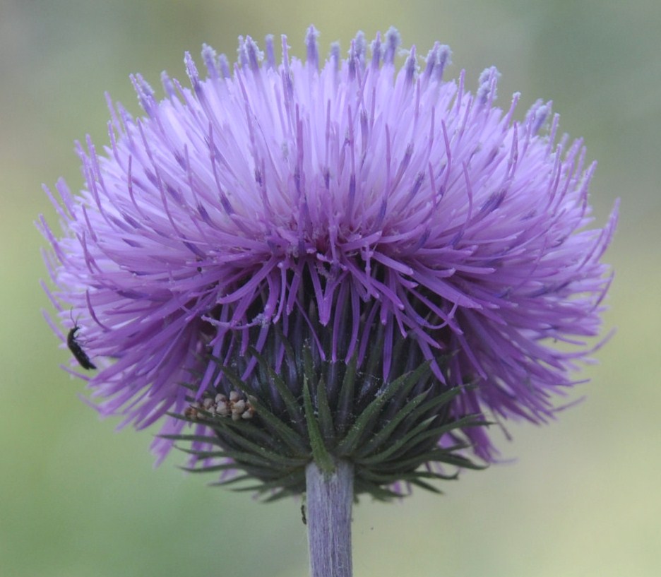 Image of Carduus candicans specimen.