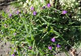 Tradescantia virginiana. Цветущие растения. Московская обл., г. Электрогорск, в культуре. 23.09.2017.