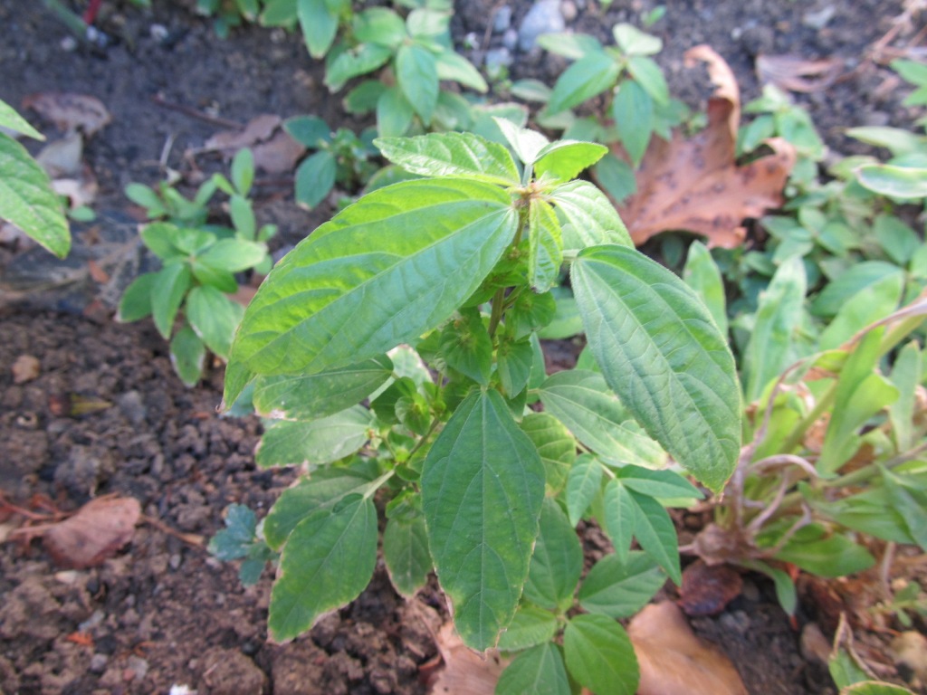 Image of Acalypha australis specimen.