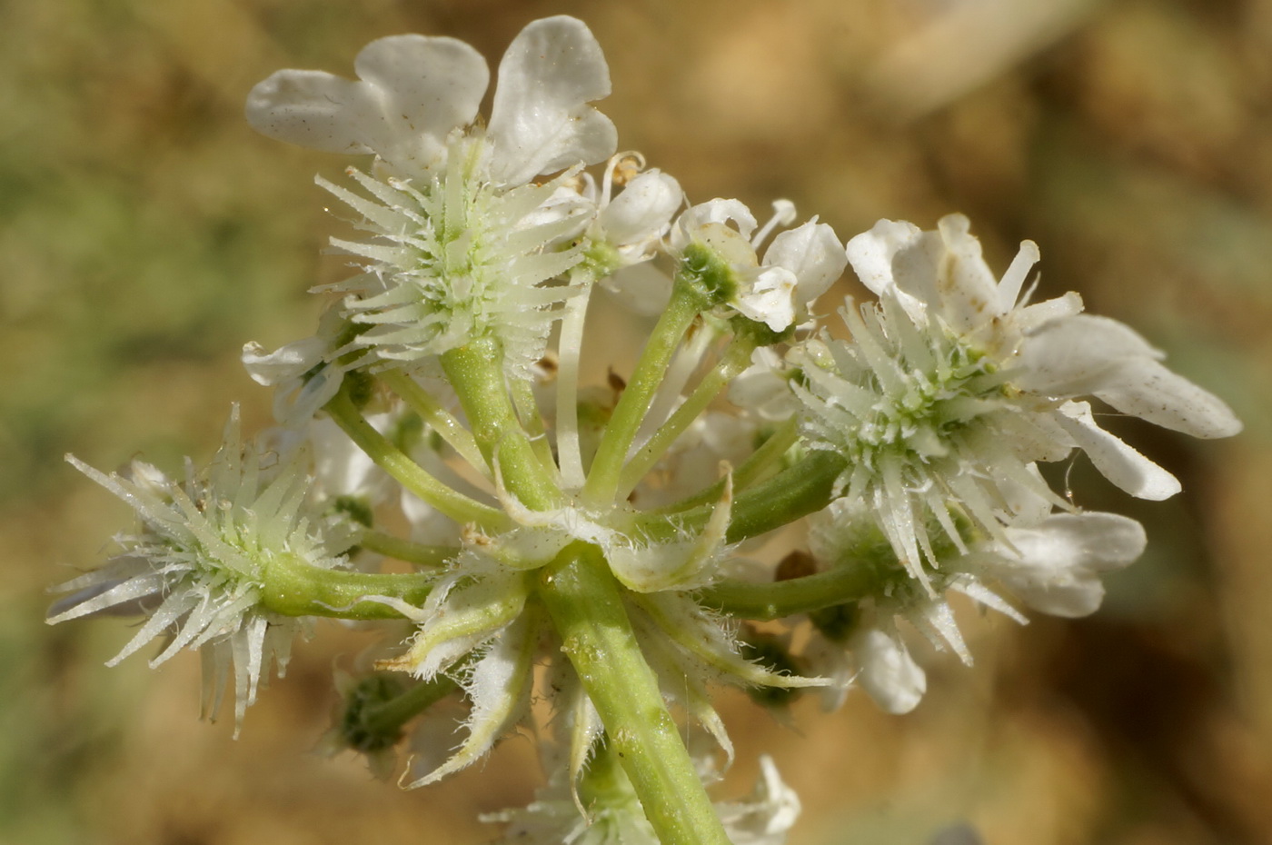 Изображение особи Astrodaucus littoralis.