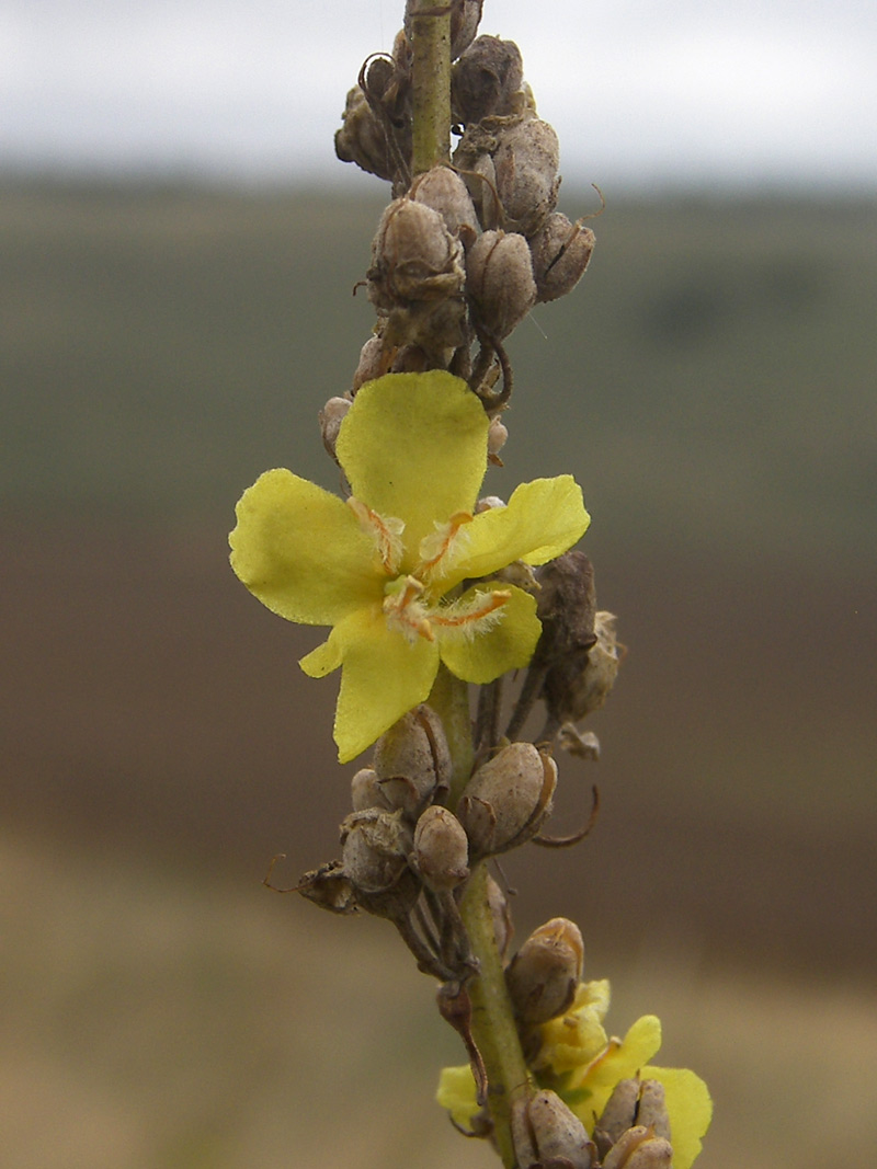 Image of Verbascum lychnitis specimen.