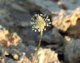 Plantago lanceolata. Соцветие. Крым, Черноморский р-н, окр. села Оленёвка, Большой Атлеш, степь. Август 2017 г.