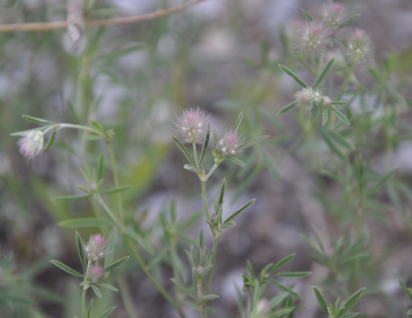 Изображение особи Trifolium arvense.