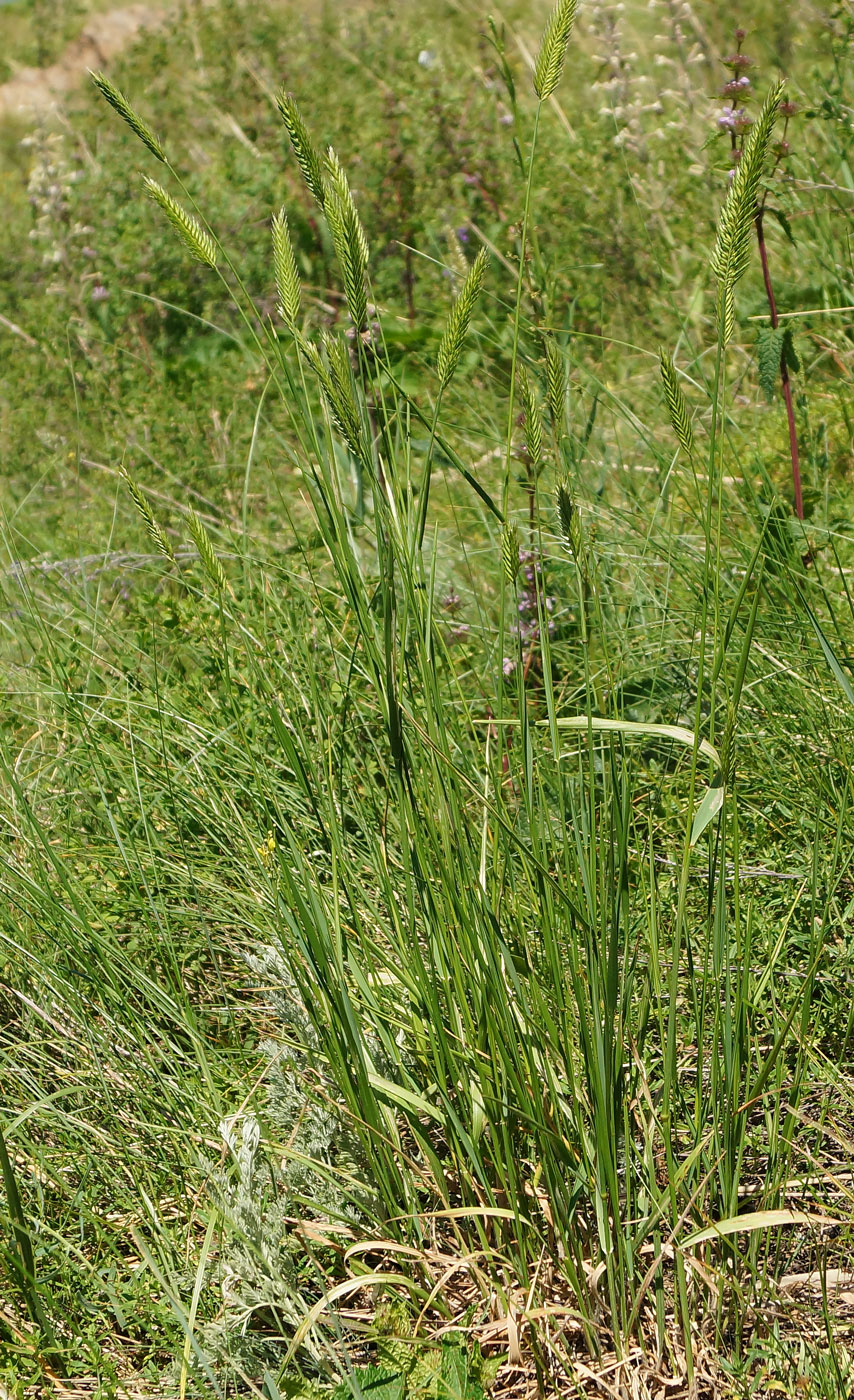 Изображение особи Agropyron cristatum.