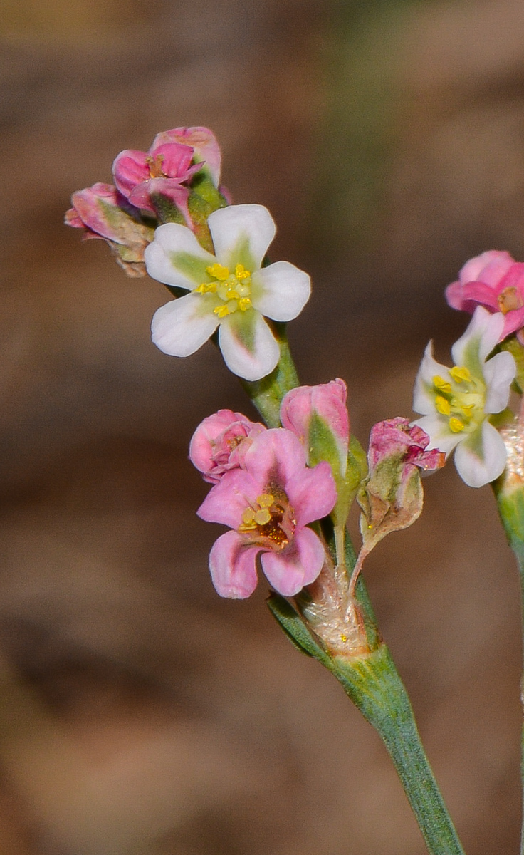 Изображение особи Polygonum equisetiforme.