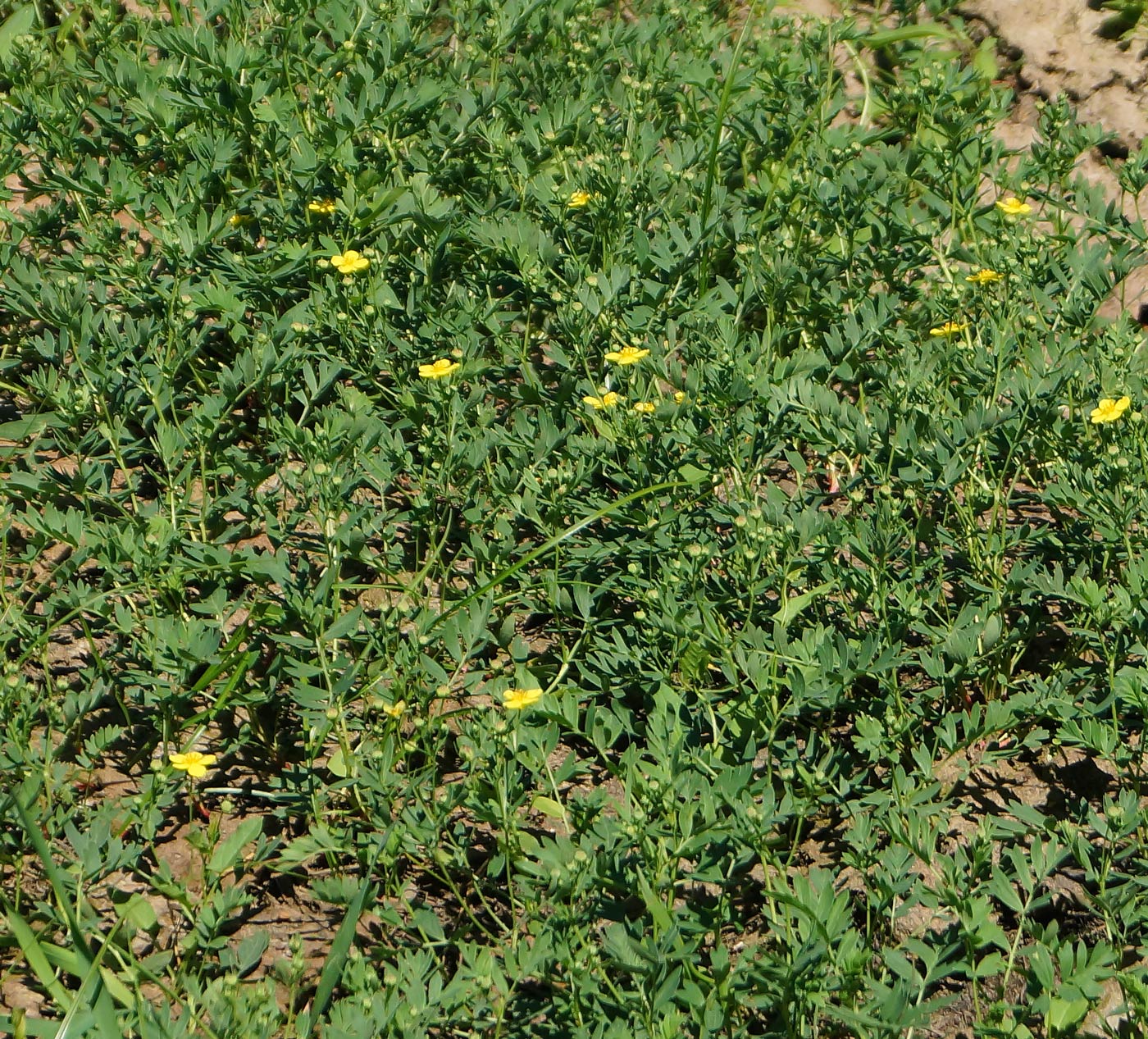 Изображение особи Potentilla semiglabra.