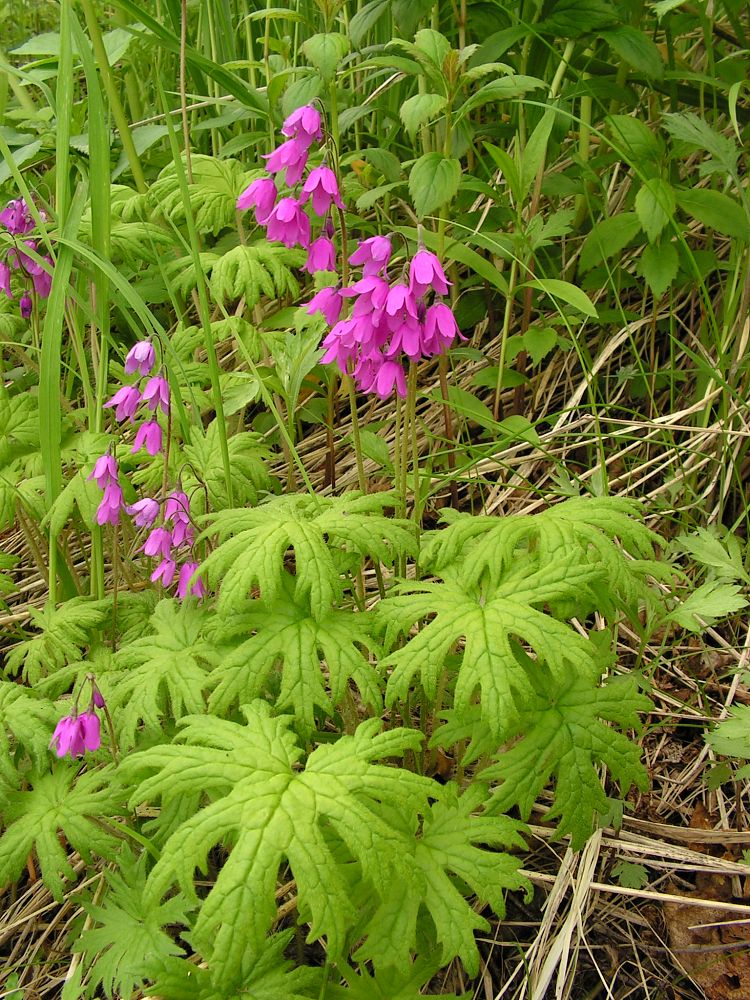 Изображение особи Cortusa sachalinensis.