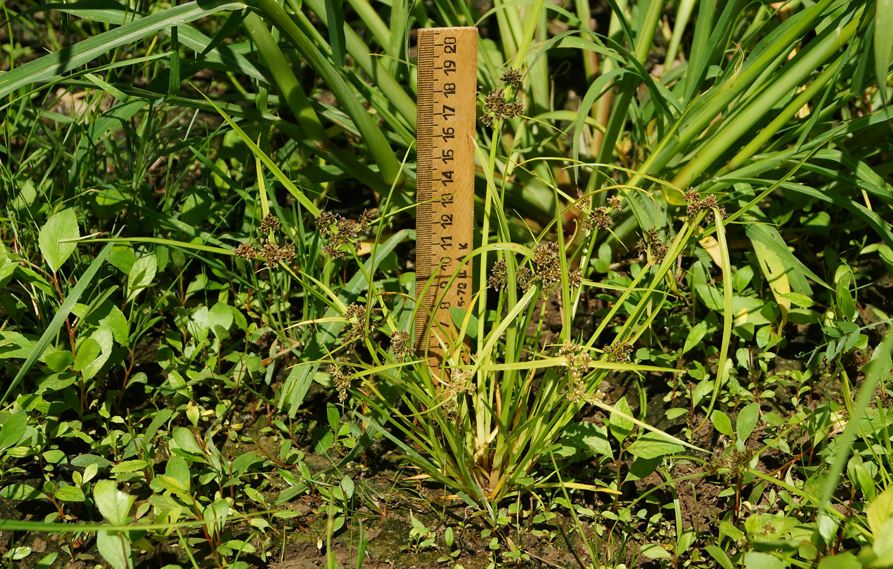 Image of Cyperus fuscus specimen.