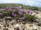 Thymus mugodzharicus