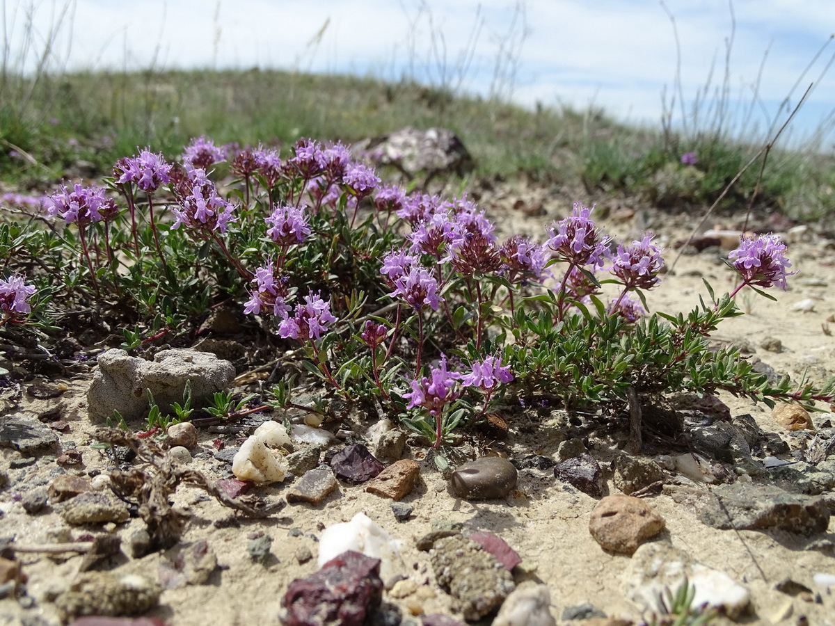 Изображение особи Thymus mugodzharicus.