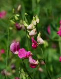 Lathyrus tuberosus. Раскрывающееся (справа) соцветие. Восточный Казахстан, г. Усть-Каменогорск, правый берег р. Иртыш, склон грунтовой дороги. 04.07.2017.