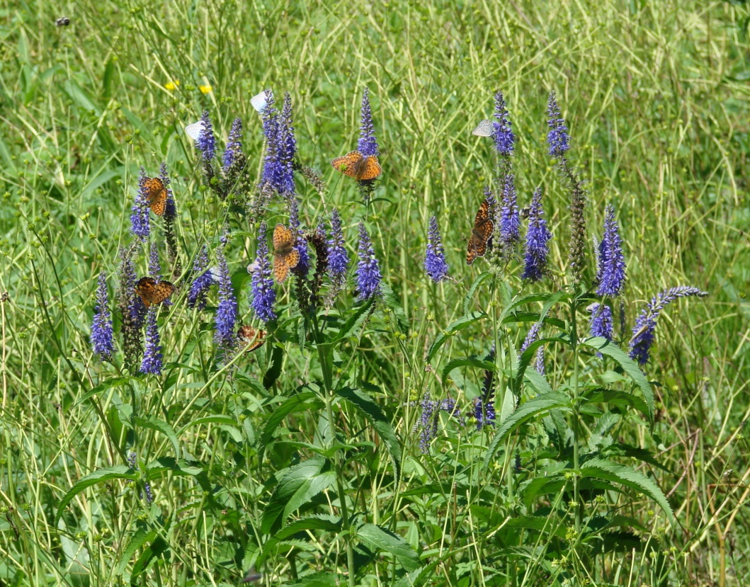 Image of Veronica longifolia specimen.