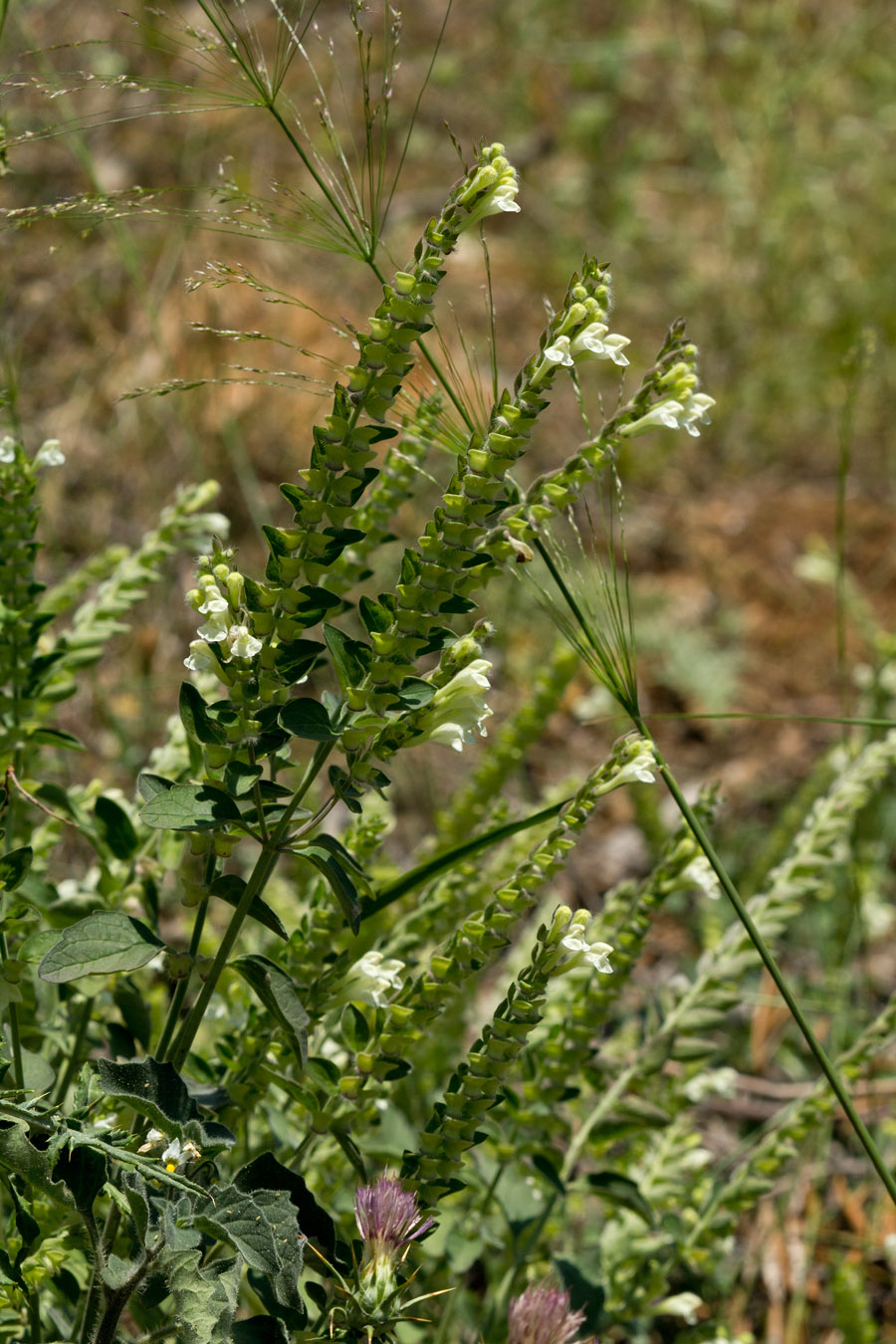 Изображение особи Scutellaria sieberi.