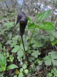 genus Arisaema. Цветущее растение. Китай, провинция Хунань, городской округ Чжанцзяцзе, национальный парк Чжанцзяцзе, долина ручья Золотой Кнут. 31.03.2015.