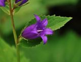 Campanula latifolia. Цветок и лист. Абхазия, Рицинский реликтовый национальный парк, перевал Пыв, ≈ 1900 м н.у.м., опушка букового леса. 13.07.2017.