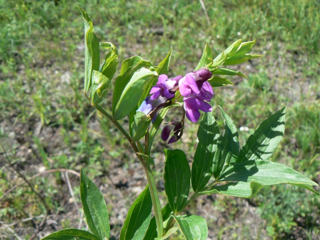 Изображение особи Lathyrus komarovii.