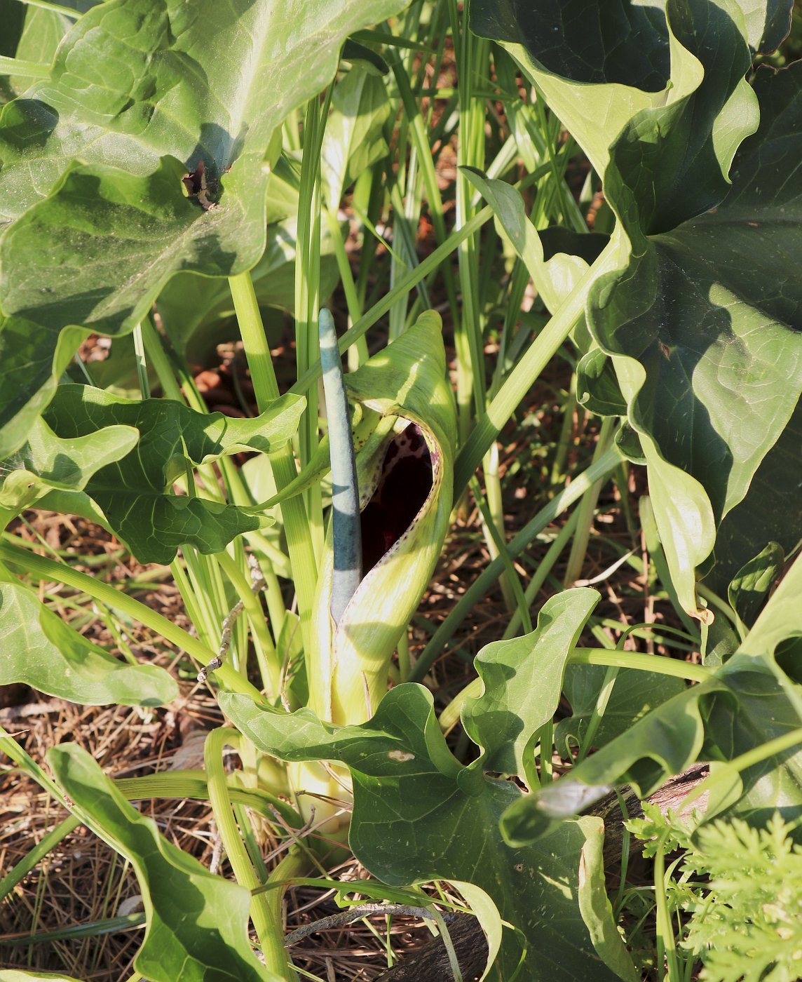 Изображение особи Arum dioscoridis.